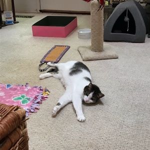 Meet your Posher, Noha